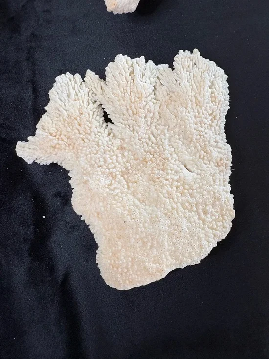 Collectible Natural Starfish and Coral Display - Golden and Cream - Picture 6 of 12